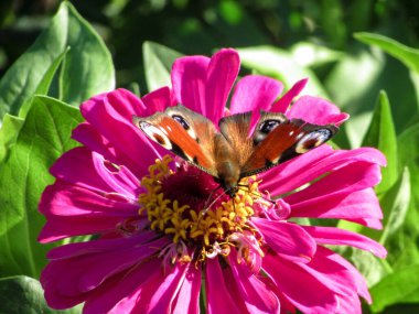 Avrupa tavus kuşu kelebeği (Aglais io) bahçede pembe bir zinnia çiçeğinin üzerinde. Kapatın. Doğal bulanık arkaplan.
