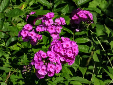 Pembe phlox (Phlox paniculata) yeşil yaprakların arka planında güneşli havada bahçede çiçekler.