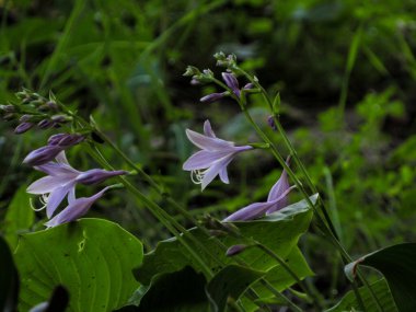 Mor Hosta ventricosa (mavi muz zambağı) çiçekleri bahçede, doğal bulanık bir arka planda. Yakın plan fotoğraf..
