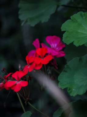 Doğal bulanık arkaplanda kırmızı ve pembe sardunya çiçekleri. Yakın plan fotoğraf..
