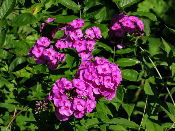 Pink phlox (Phlox paniculata) flowers in the garden in sunny weather on a background of green leaves.