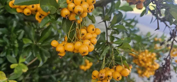 ripe yellow fruits on a tree with a white and green leaves