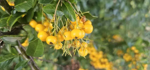 Ciruelas Amarillas Maduras Árbol Jardín — Foto de Stock