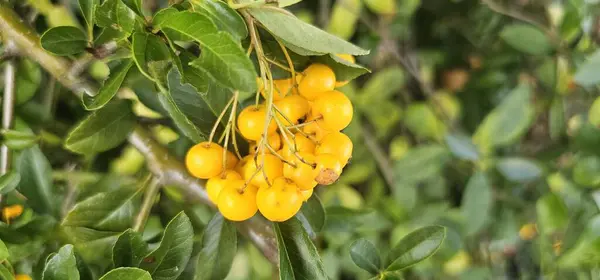 ripe yellow fruits on a tree in the garden