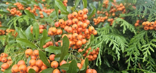 Rama Pyracantha Cultivar Firethorn Naranja Glow Planta Primer Plano Bayas — Foto de Stock