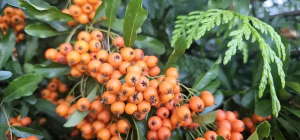 Rama Pyracantha Cultivar Firethorn Naranja Glow Planta Primer Plano Bayas — Foto de Stock