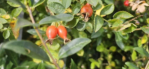 Perro Rosa Frutas Rosa Canina Naturaleza Escaramujos Rojos Arbustos Con — Foto de Stock