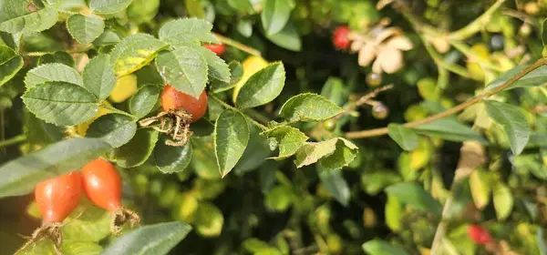Perro Rosa Frutas Rosa Canina Naturaleza Escaramujos Rojos Arbustos Con — Foto de Stock
