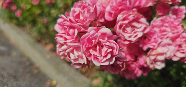 Rosa Damascena, better known as the Damascus rose, or sometimes as the Turkish rose, Taif rose, is a rose hybrid that is derived from Rosa Gallica and Rosa Moschata.