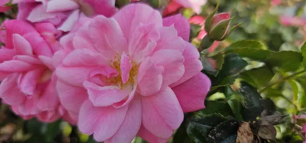 Rosa Damascena, better known as the Damascus rose, or sometimes as the Turkish rose, Taif rose, is a rose hybrid that is derived from Rosa Gallica and Rosa Moschata.