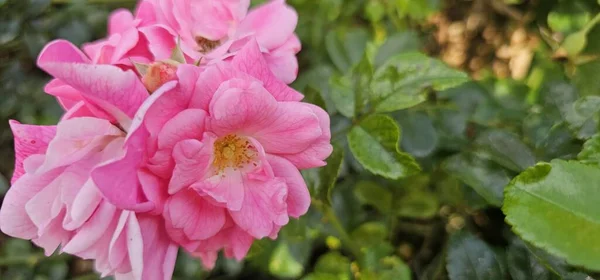 Rosa Damascena, better known as the Damascus rose, or sometimes as the Turkish rose, Taif rose, is a rose hybrid that is derived from Rosa Gallica and Rosa Moschata.