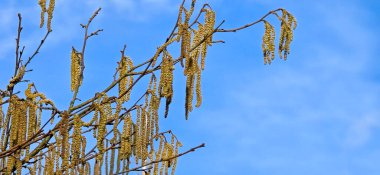 Bahar poleni uçuşları, polen alerjisi arka plan panoraması - Yaygın ela, fındık ağacı (Corylus avellana) polen catkins ve sarı çiçek poleni ile güneş tarafından aydınlatılmış