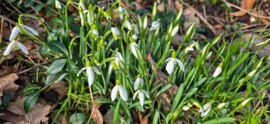 Taze kar damlaları (Galanthus nivalis) baharda çiçek açar. Vahşi çiçek tarlası. Erken bahar konsepti.