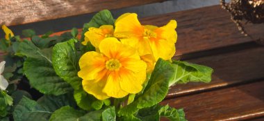 Bulanık sarı Primrose, primula vulgaris, çiçek. Doğal çiçek bahar arkaplanı.