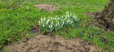 Kar başları ilkbaharda çiçek açar. Gün batımında çimlerde açan güzel çiçekler. Narin bir kar tanesi baharın sembollerinden biridir. (Amaryllidaceae - Galanthus nivalis)