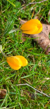 Park Altın Crocus (Crocus chrysanthus)