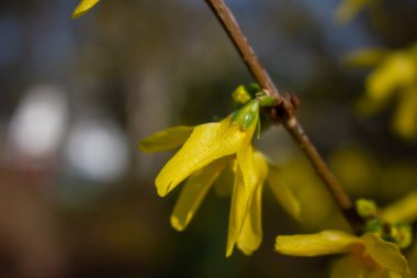 Kore bahar çiçekleri. İlkbaharda sarı çiçek açan Forsythia çiçekleri kapanıyor. Kenar forsythia, bahçe kökenli süslemeli yaprak döken bir çalılıktır. Forsythia Koreana, altın çan, Forsythia, altın işaret.