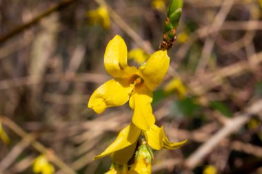 Kore bahar çiçekleri. İlkbaharda sarı çiçek açan Forsythia çiçekleri kapanıyor. Kenar forsythia, bahçe kökenli süslemeli yaprak döken bir çalılıktır. Forsythia Koreana, altın çan, Forsythia, altın işaret.