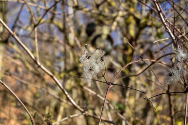 seed heads with silky appendages of clematis vitalba, Traveller's Joy, in winter, showing why it is also known as old man's beard, copy space clipart