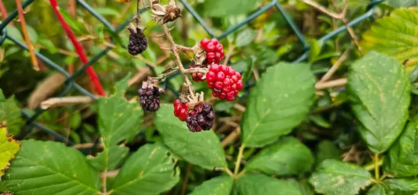 Bahçede doğal taze böğürtlen. Bir buket olgun ve olgunlaşmamış böğürtlen meyvesi Rubus Fruticosus çiftlikte yeşil yapraklı bir dalda. Organik tarım, sağlıklı yiyecekler..