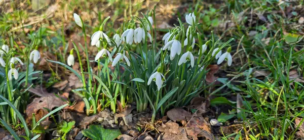 Taze kar damlaları (Galanthus nivalis) baharda çiçek açar. Vahşi çiçek tarlası. Erken bahar konsepti.