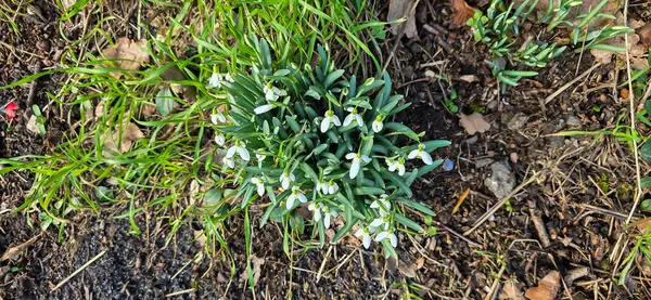 Taze kar damlaları (Galanthus nivalis) baharda çiçek açar. Vahşi çiçek tarlası. Erken bahar konsepti.