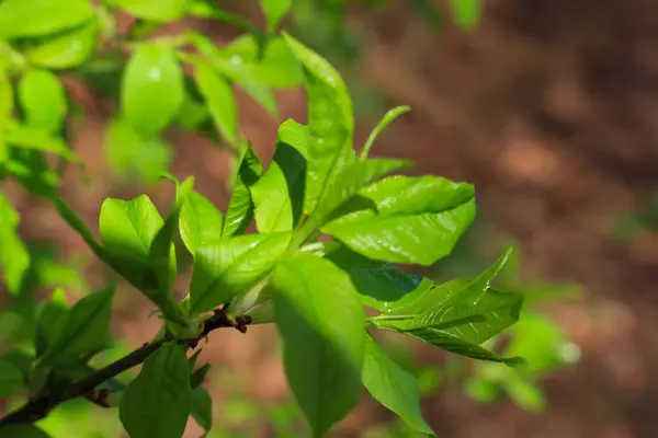 stock image Spring branches of a tree with the first leaves in the forest. Beauty in nature, awakening