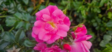 Rosa Damascena, Damask gülü olarak bilinir. Pembe, yağ taşıyan, çiçek açan, yaprak döken çalı bitkisi. Güllerin Balley 'si. Manzarayı kapat. Arka ışık. Seçici odak.