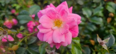 Rosa Damascena, Damask gülü olarak bilinir. Pembe, yağ taşıyan, çiçek açan, yaprak döken çalı bitkisi. Güllerin Balley 'si. Manzarayı kapat. Arka ışık. Seçici odak.