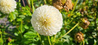 Pompon veya top Dahlias