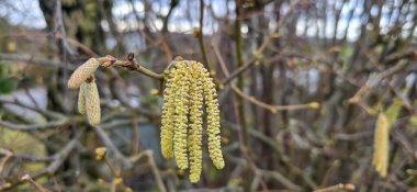 Bahar poleni uçuşları / polen alerjisi arka plan panoraması - Yaygın ela / fındık çalısı ağacı (Corylus avellana) polen catkins ve sarı çiçek poleni ile güneş tarafından aydınlatılır