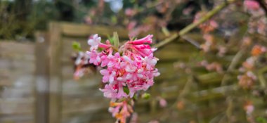 Viburnum kışın çiçek açar.