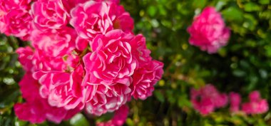 Rosa Damascena, Damask gülü olarak bilinir. Pembe, yağ taşıyan, çiçek açan, yaprak döken çalı bitkisi. Güllerin Balley 'si. Manzarayı kapat. Arka ışık. Seçici odak.