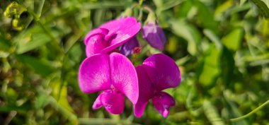 Geniş yapraklı tatlı bezelye (Lathyrus latifolius) - daimi peavine