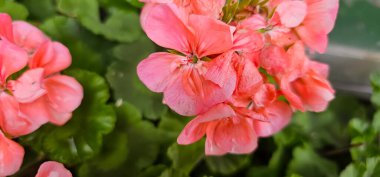 Pelargonium bahçede. Sardunya çiçekleri yaz bahçesinde. Parlak pelargonyum