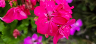 Pelargonium bahçede. Sardunya çiçekleri yaz bahçesinde. Parlak pelargonyum