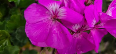 Pelargonium bahçede. Sardunya çiçekleri yaz bahçesinde. Parlak pelargonyum