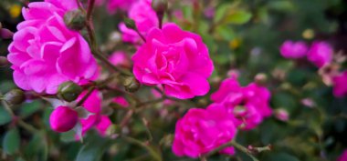 Rosa Damascena, Damask gülü olarak bilinir. Pembe, yağ taşıyan, çiçek açan, yaprak döken çalı bitkisi. Güllerin Balley 'si. Manzarayı kapat. Arka ışık. Seçici odak.