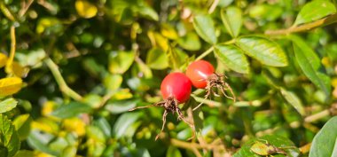 Bahçede Briar Rose Rosehip. Rosa canina