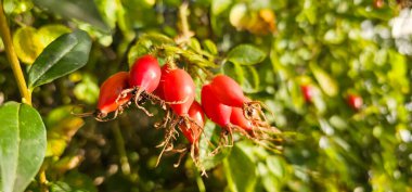 Bahçede Briar Rose Rosehip. Rosa canina