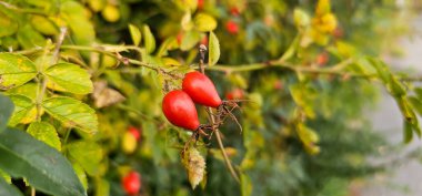 Bahçede Briar Rose Rosehip. Rosa canina