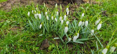 Güneşli bahçedeki yeşil çayırda beyaz taze kar damlaları (Galanthus). Paskalya bahar arkaplanı