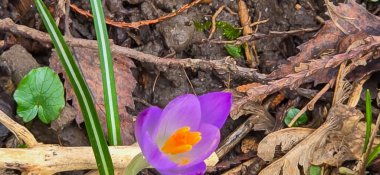 Lila ve beyaz crocus çiçekleri baharda parkta