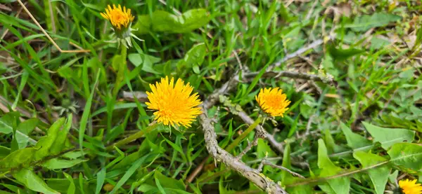 ortak dandelion (karahindiba mezhep. Ruderalia)