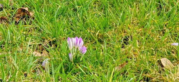 Lila ve beyaz crocus çiçekleri baharda parkta