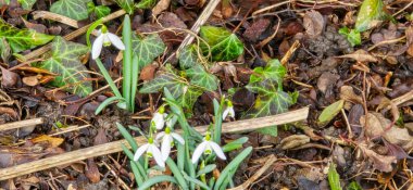 Güneşli bahçedeki yeşil çayırda beyaz taze kar damlaları (Galanthus). Paskalya bahar arkaplanı