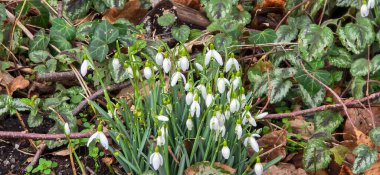 Güneşli bahçedeki yeşil çayırda beyaz taze kar damlaları (Galanthus). Paskalya bahar arkaplanı