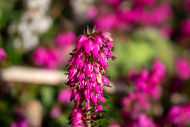 Kar fundası, Erica Carnea, baharda, arka planda pastel renkler olan pembe çiçekler.