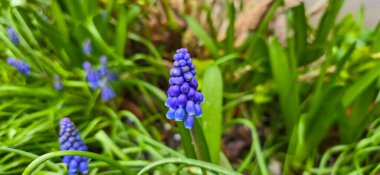 Güzel bahar mavisi üzüm üzümü, güneş ve yeşil çimenli sümbül. Bahçenin doğal bulanık arka planlı makro görüntüsü. (Muscari armeniacum)