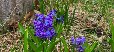 Çok renkli. Hyacinthus Orientalis çiçeği. Doğal bahar arkaplanı.